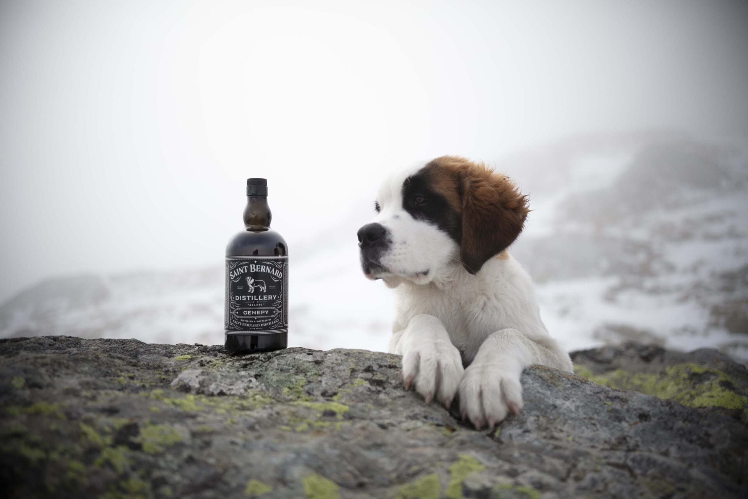 Saint Bernard Distillery